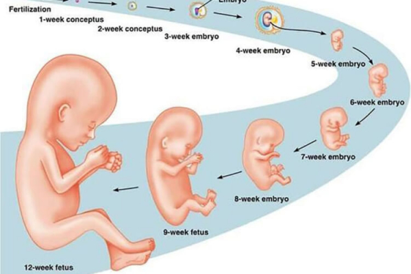 Khám thai tuần 12 - Thời điểm vàng để có một thai kỳ khỏe mạnh, an toàn